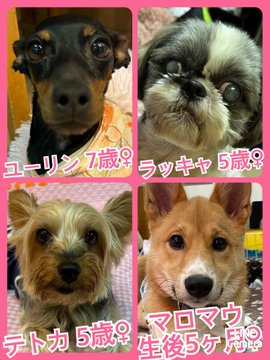 🐾今日の里親様募集中ワンコ🐶メンバーです🐾2023,6,11【保護犬カフェ天神橋店】